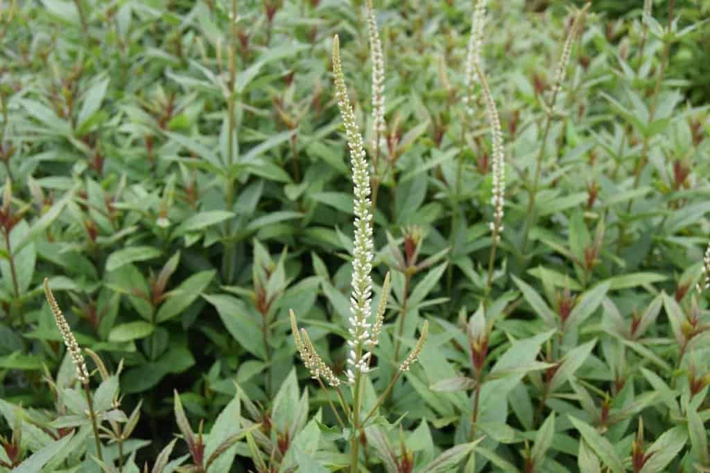 Veronicastrum virginicum 'Diana' ---